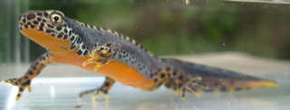 1212686163_triton-alpestre--b.-quintard9_1.jpg