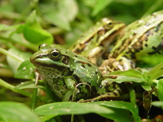 1212686288_grenouille-verte--r.-gibson4_1.jpg