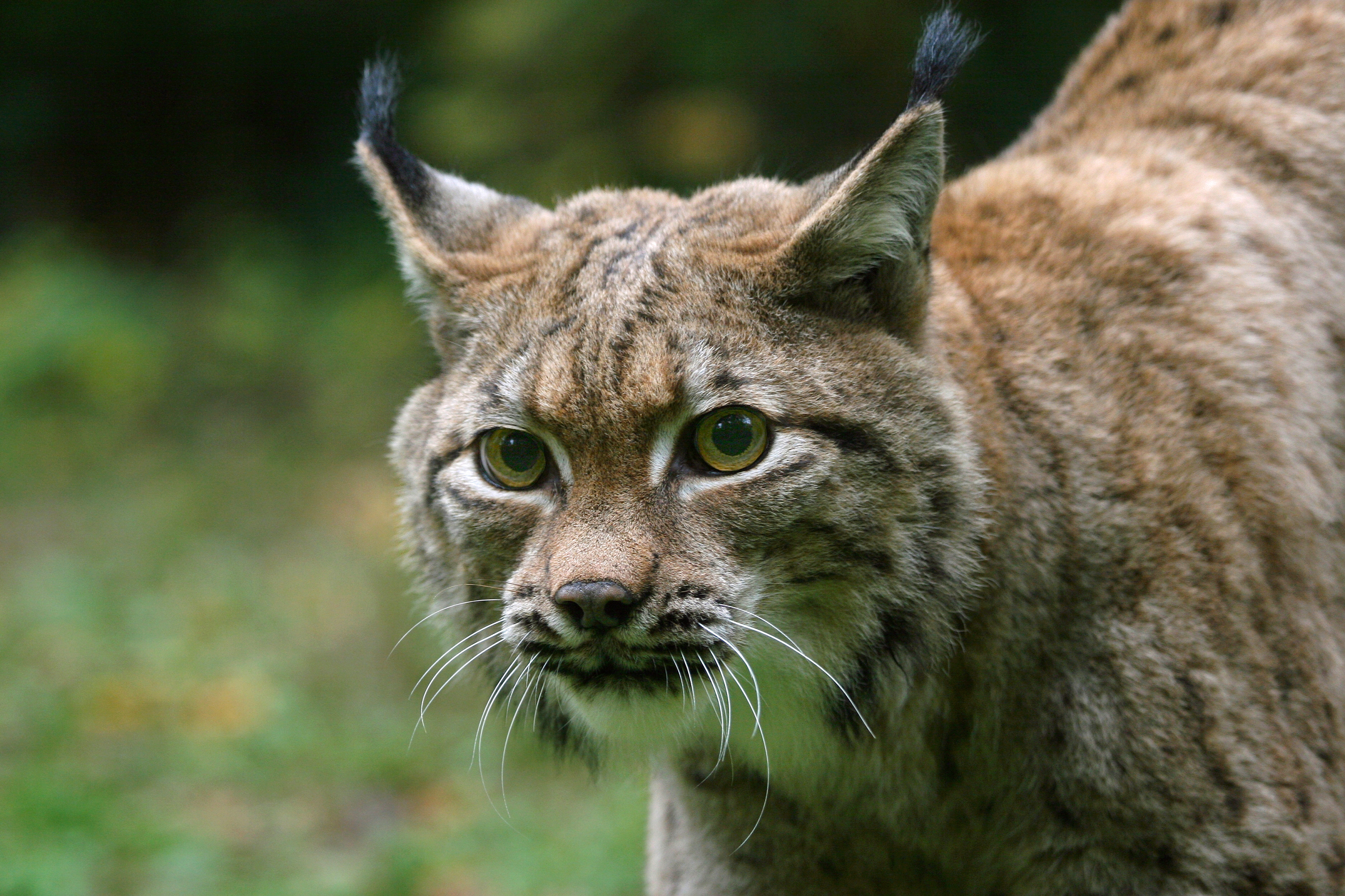 Позитивные отзывы о качестве продукции Lynx