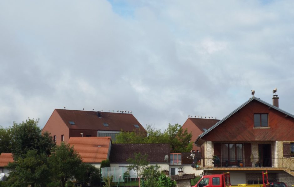 dscf0875.jpg