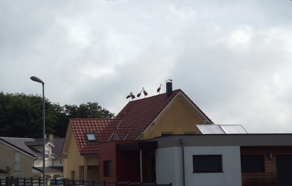 dscf0876.jpg