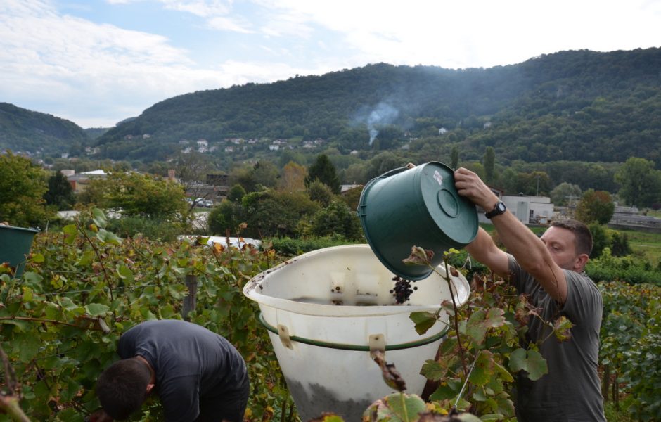 Vendanges ©