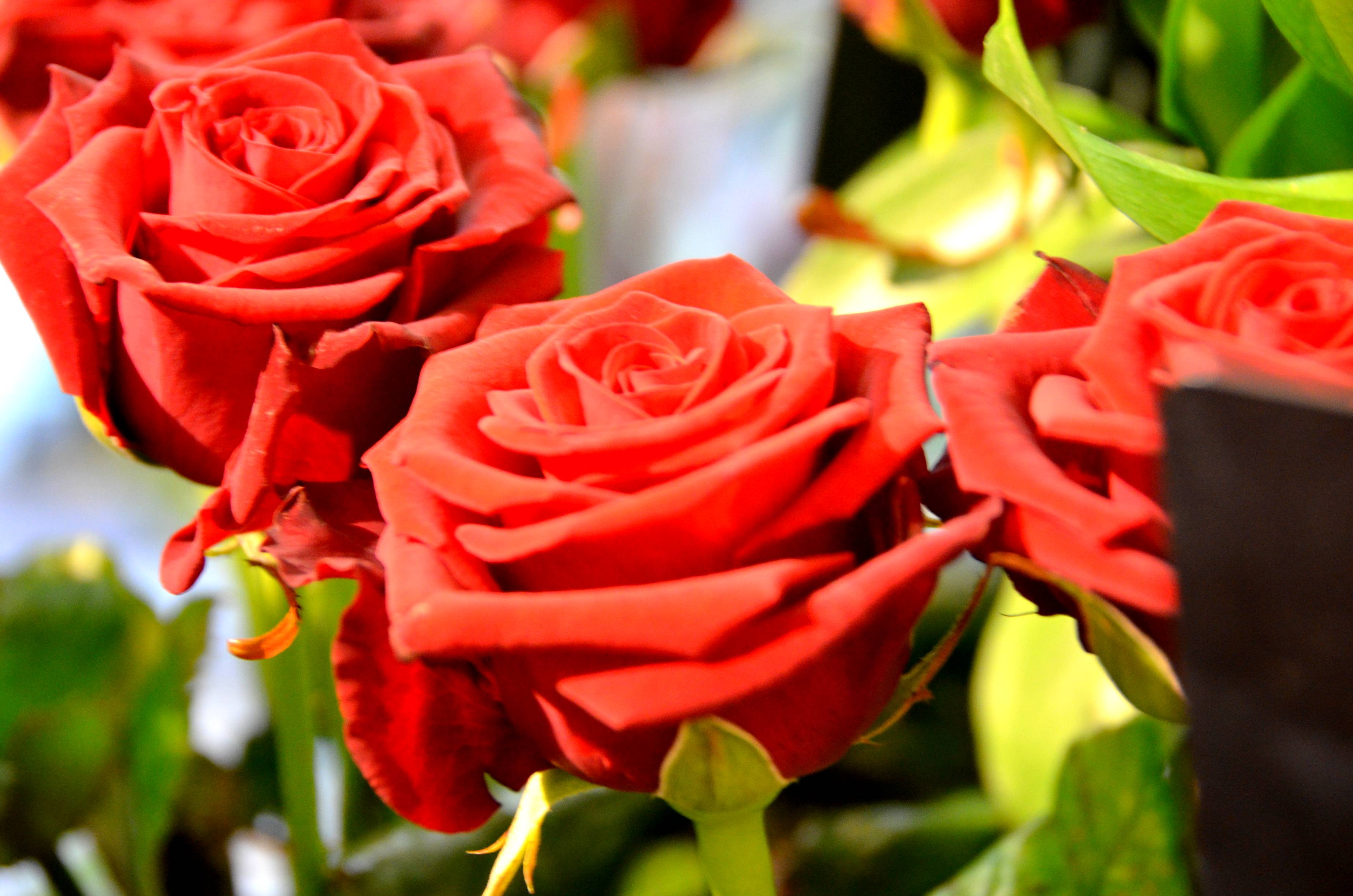 Les Plus Beaux Mots D Amour Trois Bouquets De Fleurs A Gagner Macommune Info