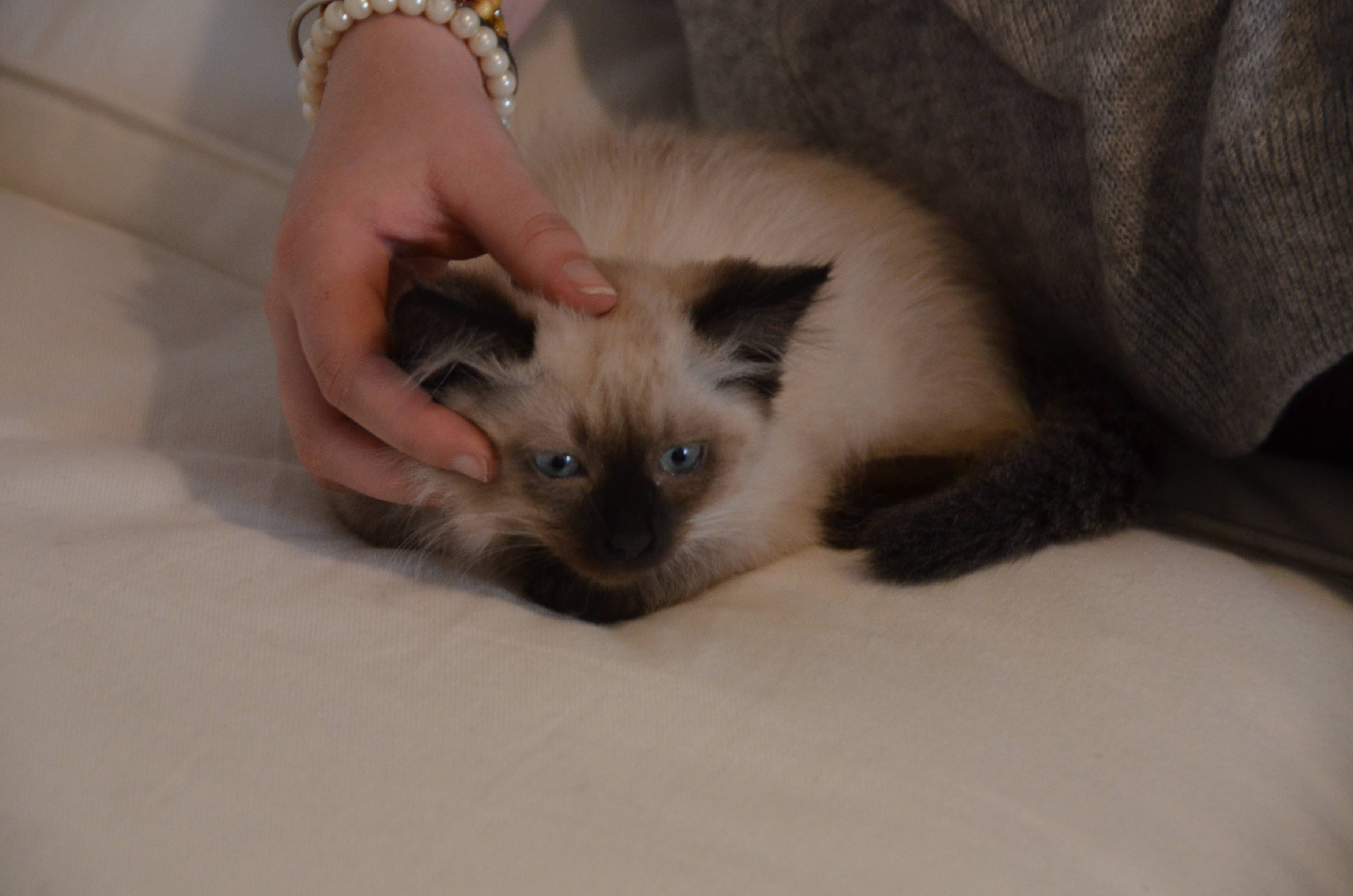 Elle Demasque Les Voleurs De Son Chat Sur Le Bon Coin Macommune Info