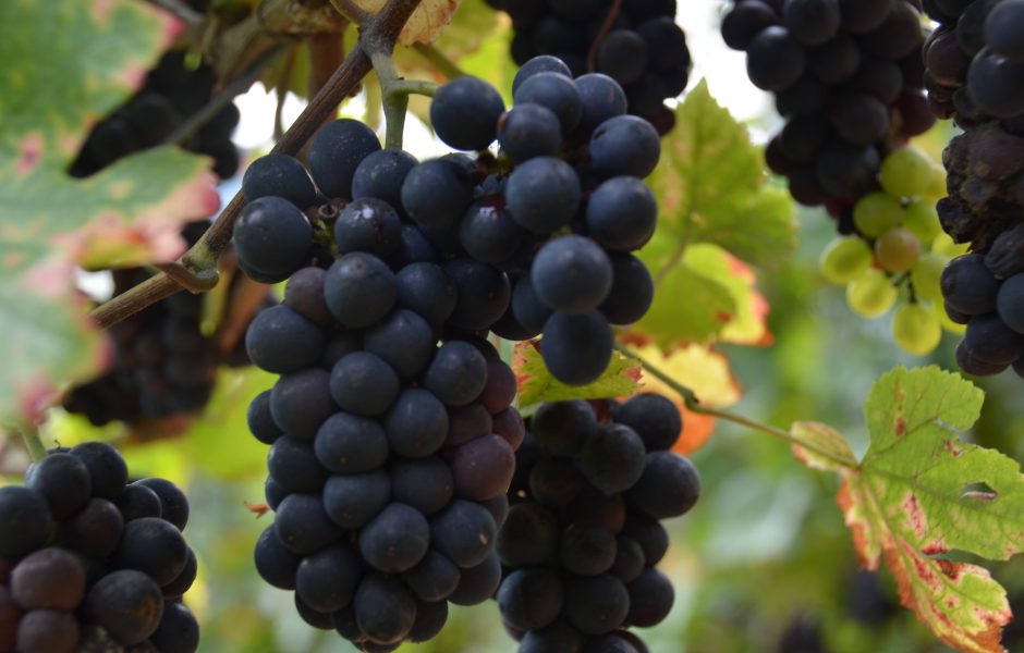 vendanges_vignes_besancon_raisins ©damien poirier ©