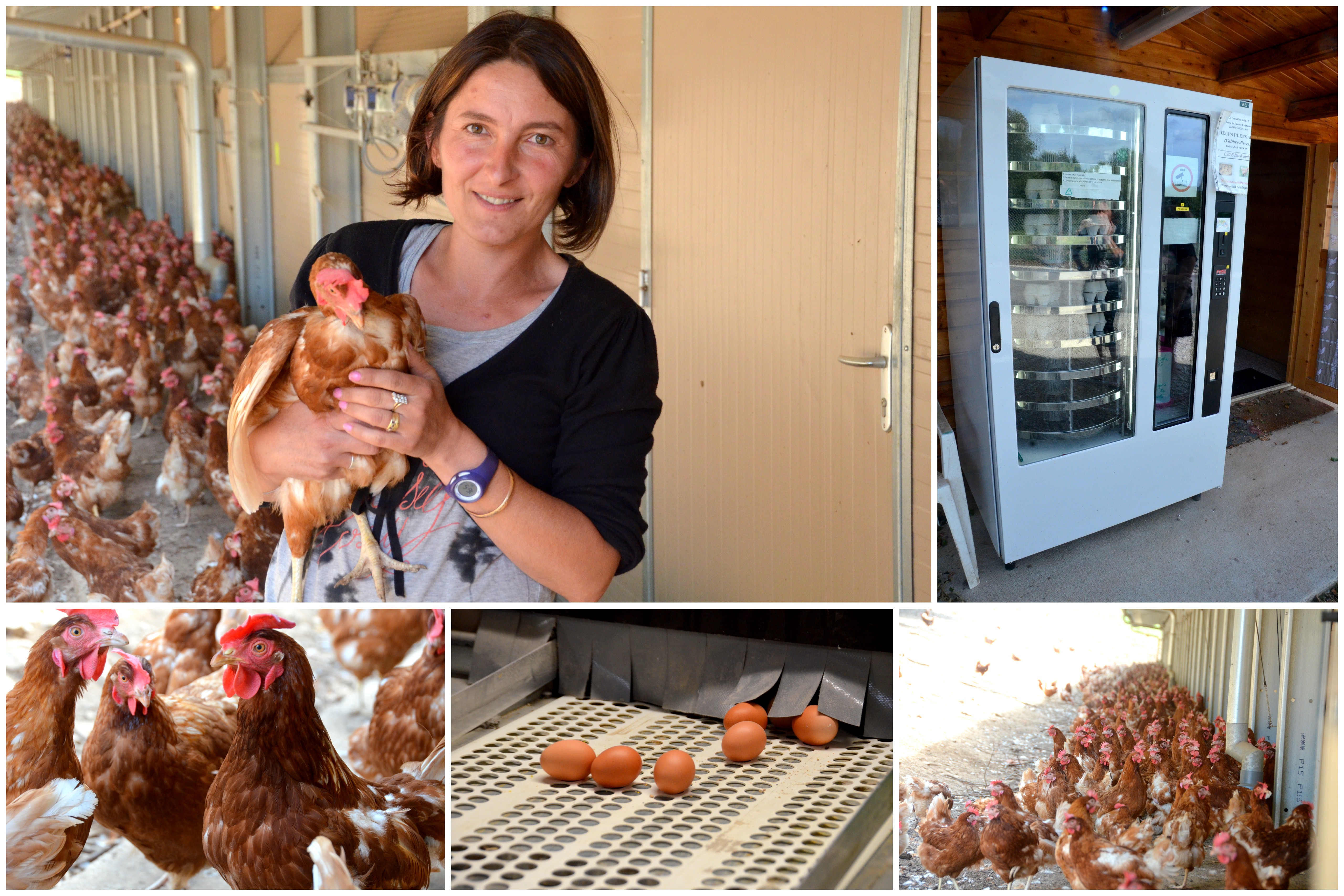 Poulailler Kolly Les Poules Ne Prennent Pas De Vacances Ni De
