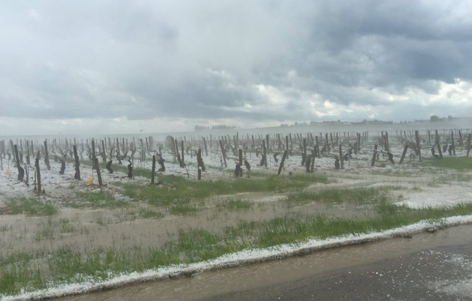 Grêle sur une parcelle de Chablis  © © dr twitter @JBLemoyne 