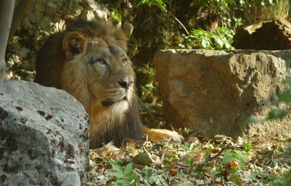 Helios Lion  ©  Jacky Renard - Citadelle ©