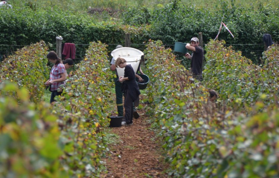 Vendanges ©