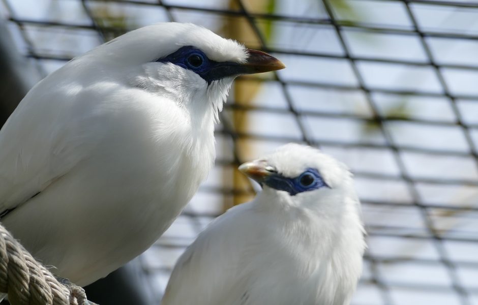 we.biodivcjacky.renard.jpg