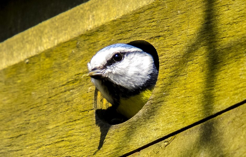blue-tit-2392215_1280.jpg