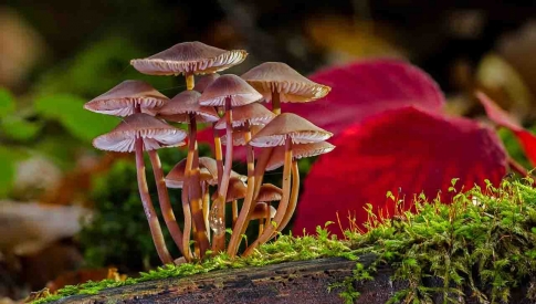 mushroom-group-2817729-1280.jpg