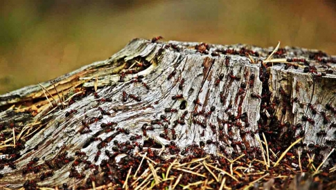 tree-stump-2293966-1280.jpg