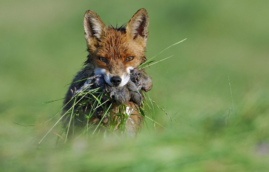 Collectif Renard-Doubs © Fabrice Cahez - ©