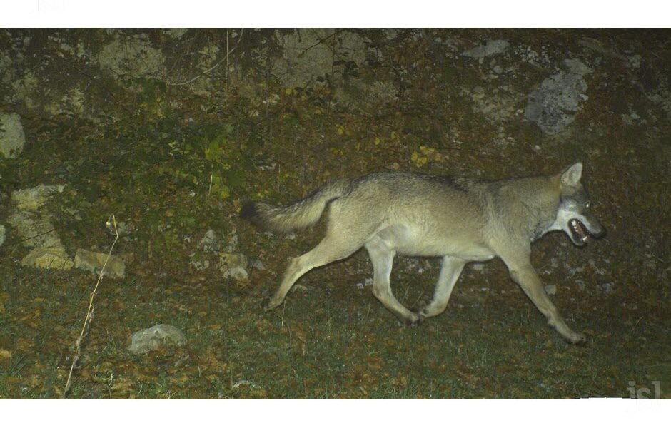 Image d'archive (14 octobre 2018) © Fédération des chasseurs du Jura