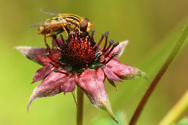 Syrphe Parhelophilus consimilis sur Comaret des marais  © Jocelyn Claude ©