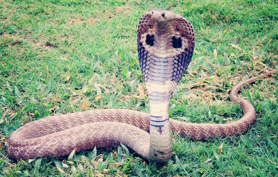 Un cobra ©antriksh/pixabay
©