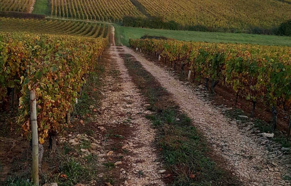 chemin vignes chardonnay - copie