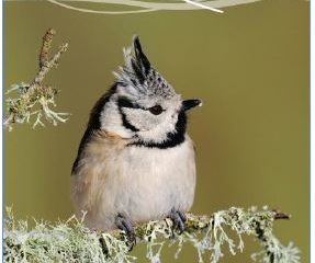 Conférence sur les oiseaux de Franche-Comté - Vimarsana News