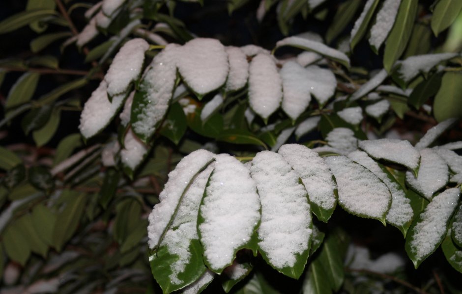 neige 23 janvier 2019 © Jonathan C. &copy;