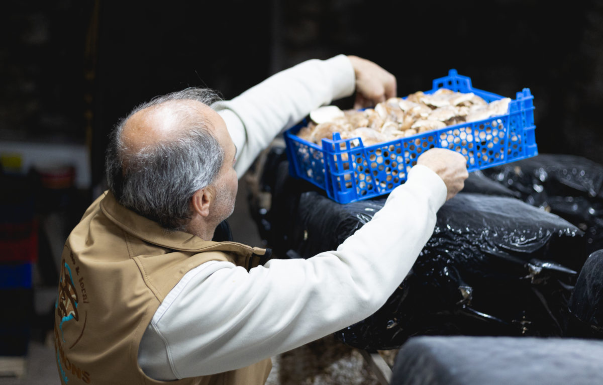 Godot Laurent producteur de champignons © Schlick Vincent