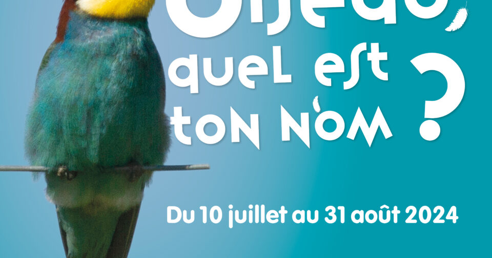 Oiseau, quel est ton nom ? •