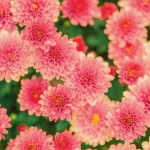 Woodstock-flowers-150x150