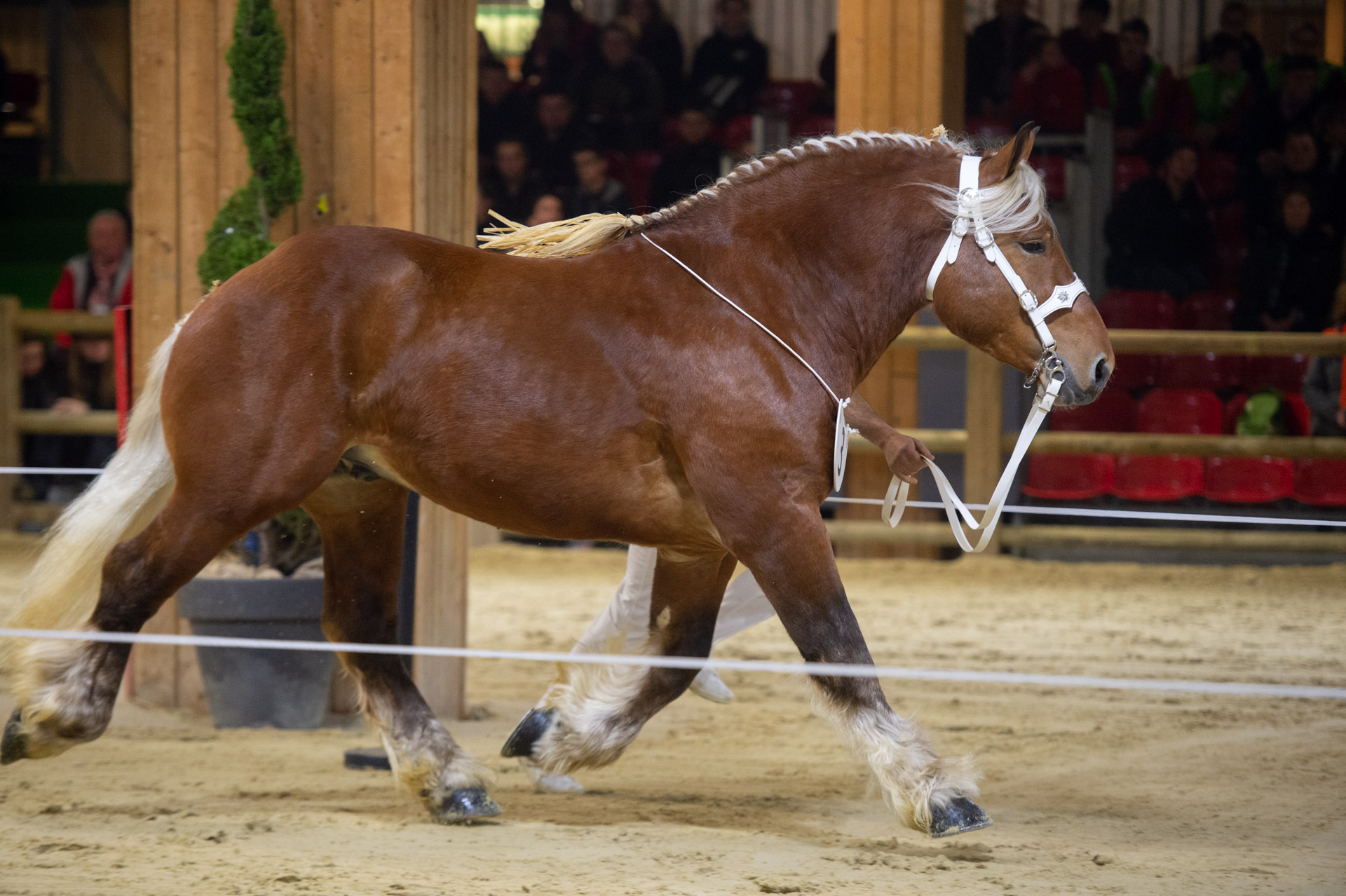Accouplement Des Chevaux De Trait Chevaux de trait comtois : les palmarès du salon de l’agriculture 2019