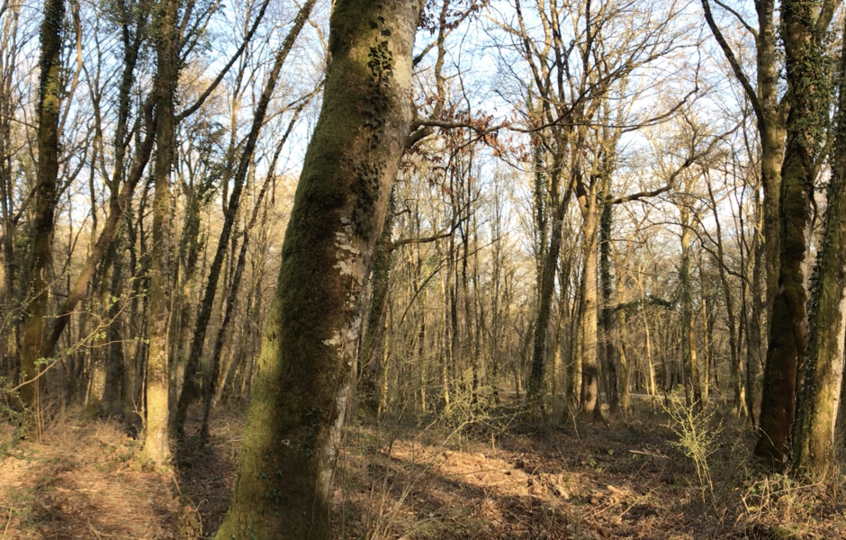 Le rendez-vous est donné à la forêt de Chailluz. © Alexane Alfaro