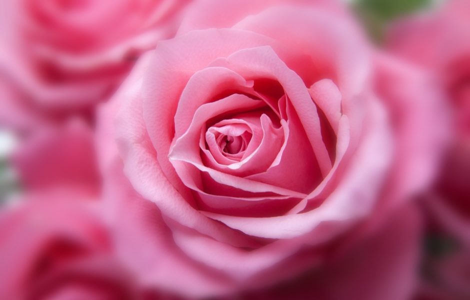 roses