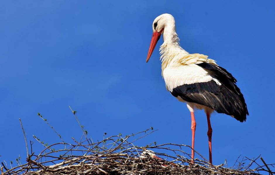 ©https://pixabay.com/fr/photos/cigogne-bird-en-volant-plumage-2308235/ ©