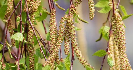 La pollinisation des arbres atteint son pic en Bourgogne-Franche-Comté • macommune.info