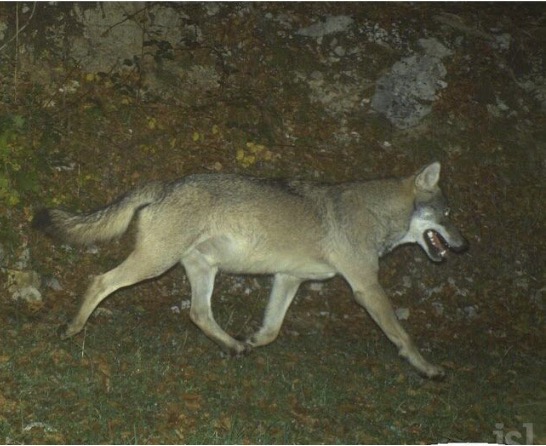 Image d'archive (14 octobre 2018) © Fédération des chasseurs du Jura