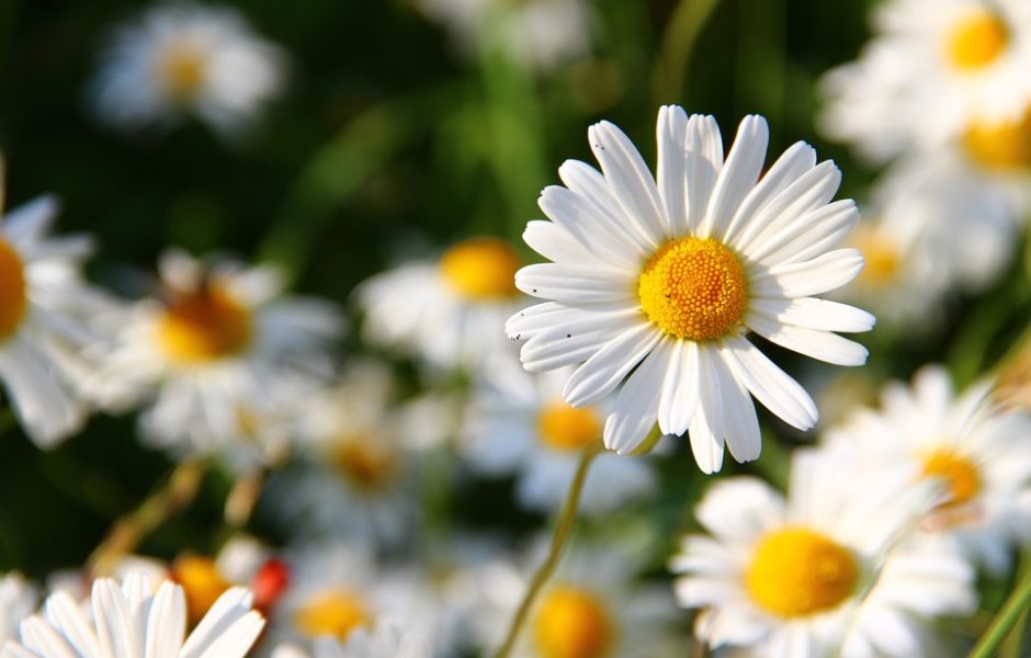 ©https://pixabay.com/fr/photos/marguerites-blanc-fleur-%C3%A9t%C3%A9-fleurs-276112/ ©