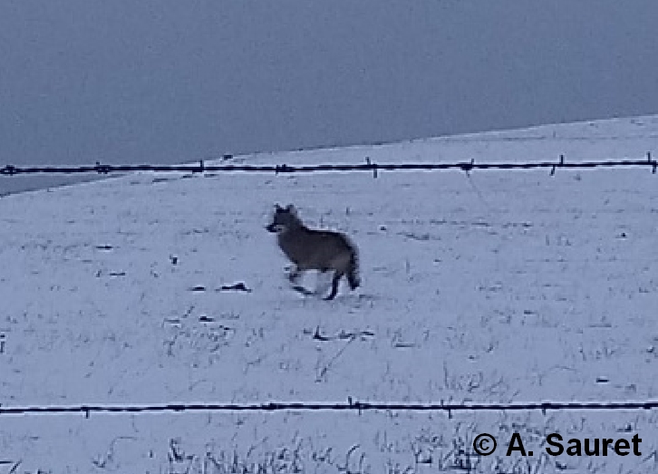 loup aperçu vers Bians-les-Usiers ©_A SAURET ©