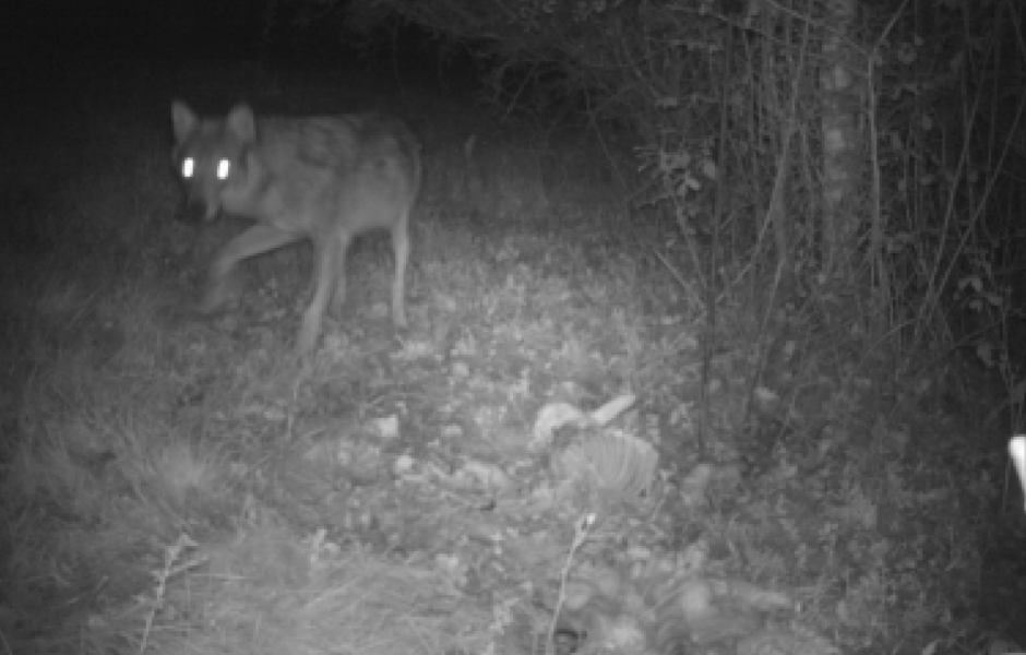 Archives - Loup en Saône et Loire, le 9 mai 2019  © ONCFS 71