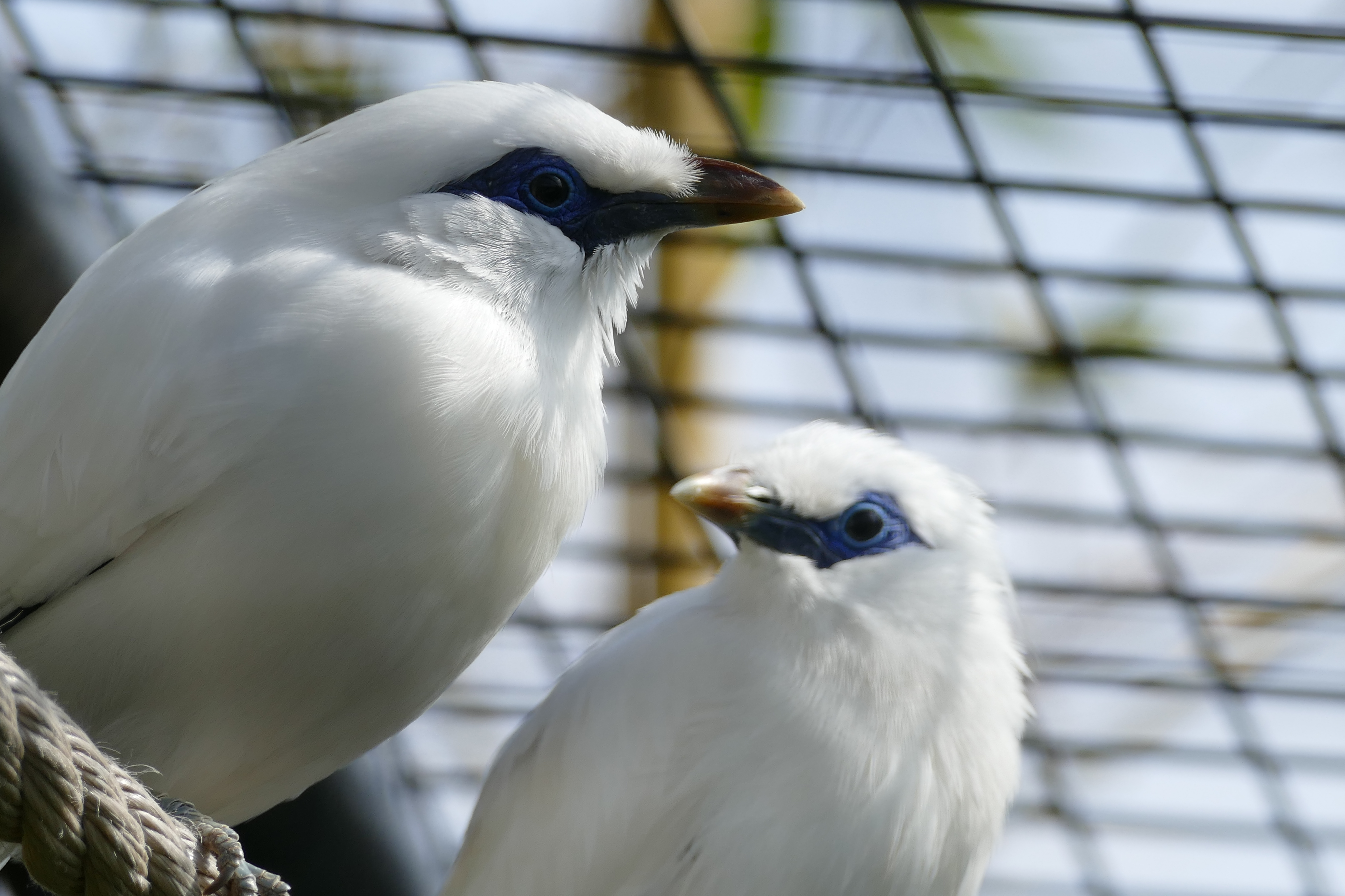 Besançon - Naturellement Doubs. Naturellement Doubs : Le rouge-gorge, un  oiseau familier mais agressif