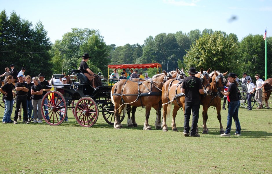 Défilé Chevaux comtois ©DR &copy;