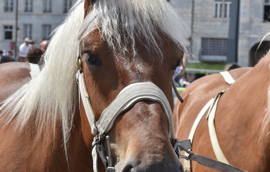 défilé du centenaire du cheval comtois à Besançon © Jack Varlet - besancon ©