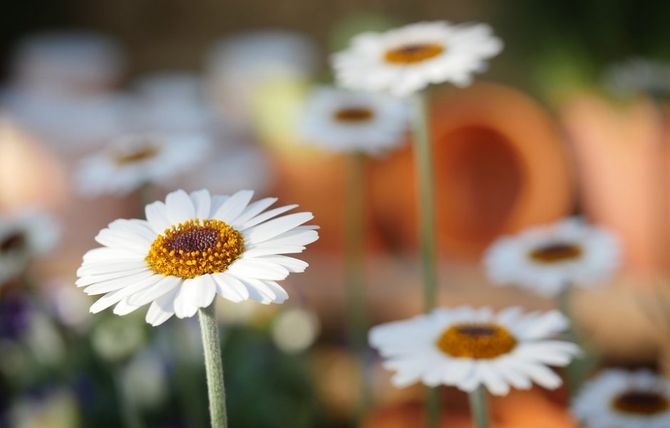 fleur