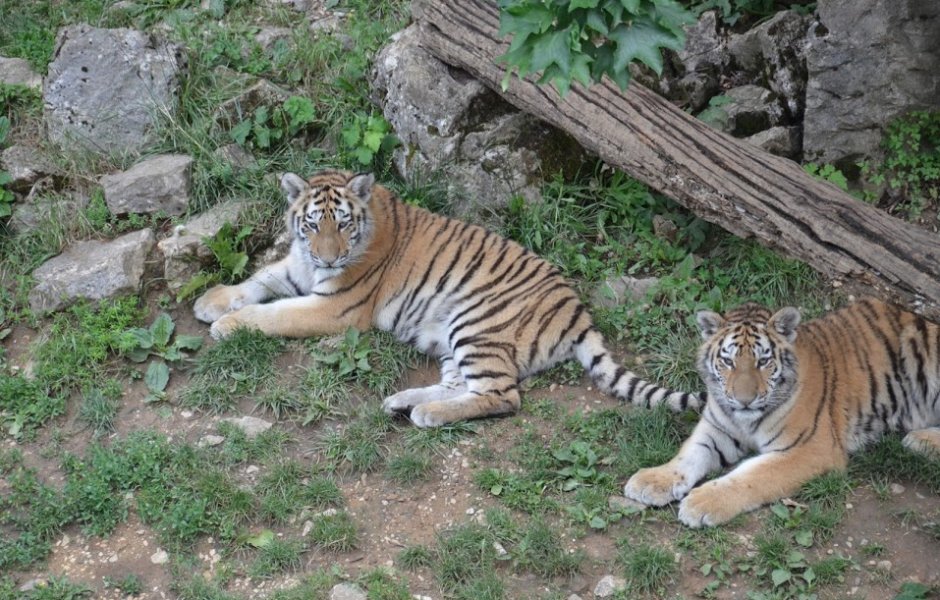 Où visiter des parcs animaliers en ? •