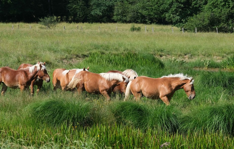 Chevaux comtois ©Jack Varlet ©