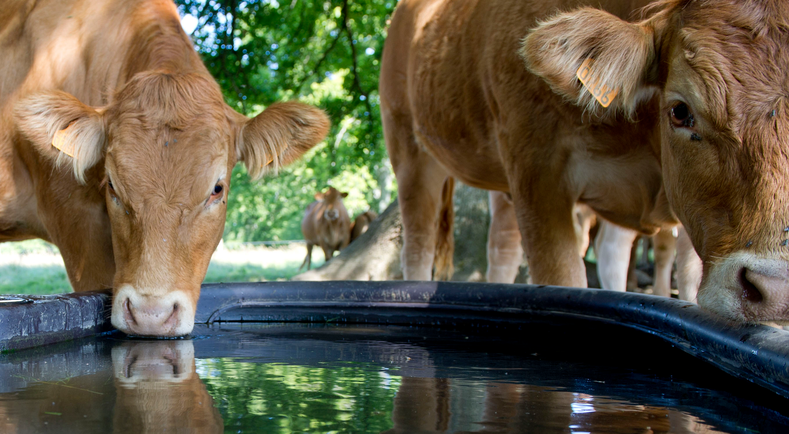 © Cheick Saidou agriculture.gouv.fr ©