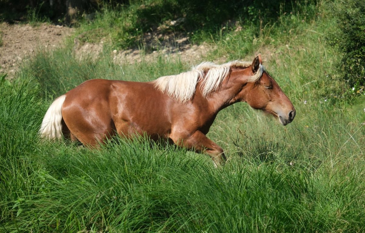 Chevaux comtois ©Jack Varlet ©