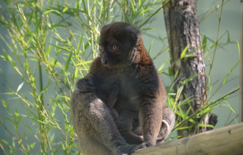 Le bébé Grand Hapalémur est décédé © Hélène Loget ©