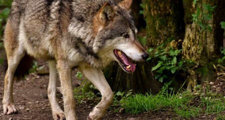 De nouveaux lieutenants de louveterie du Doubs formés aux tirs de défense des troupeaux contre la prédation du loup • macommune.info