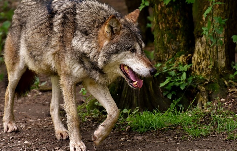 Illustration loup © Alexas_Fotos /Pixabay
