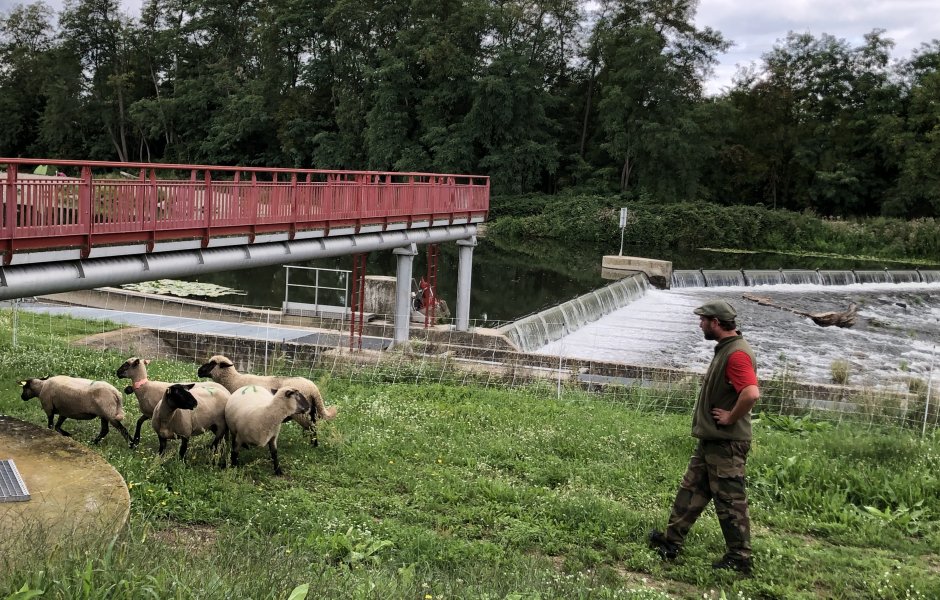 Voies navigables de France Strasbourg recourt à l’éco-pâturage pour l’entretien écologique de ses berges, une technique alternative raisonnée qui s’inscrit dans la politique «zéro phyto» de l’ Établissement. © VNF ©