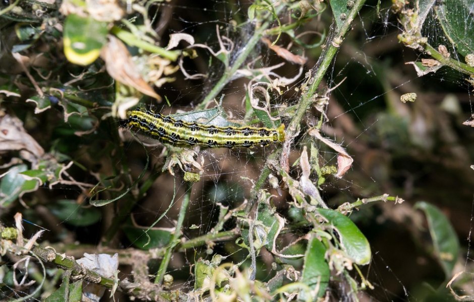 pyrale du buis ©https://pixabay.com/fr/photos/pyrale-du-buis-lutte-antiparasitaire-762621/ ©