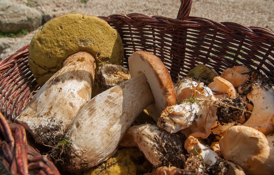 Panier En Osier Avec Champignons Cèpes Aux Champignons Dans La